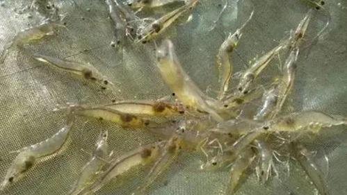 养殖对虾爆料怎么做的视频,视频揭秘高效养殖技巧  第3张
