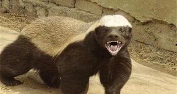 高尔夫平头哥最新爆料,揭秘高尔夫界神秘力量背后的真相 第1张 高尔夫平头哥最新爆料,揭秘高尔夫界神秘力量背后的真相 第1张