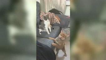 小雅姐姐爆料视频,幕后真相大曝光