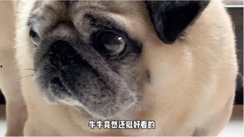 哈皮马最新转盘爆料,惊喜福利等你来拿! 第1张 哈皮马最新转盘爆料,惊喜福利等你来拿! 第1张